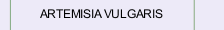 ARTEMISIA VULGARIS
